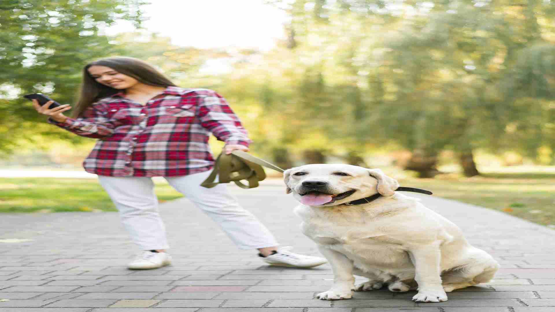 Power of Dog Walking apps in India